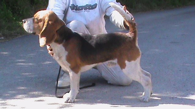 Publication : De L'Echo Du Moulin Neuf Auteur : de l'echo du moulin neuf