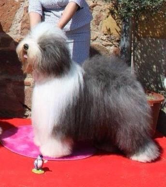 CH. niedersachsen's pride Highness sir hamlet (henry)