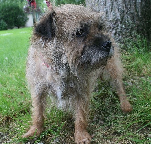 Canelle De la breche noire