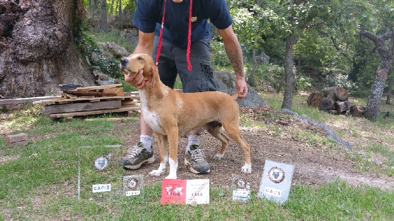  Auteur : Mr Caillol Pierre