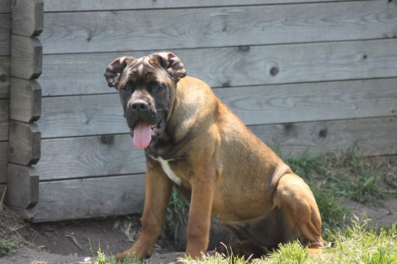 Publication : Des anges gardiens de la grace Auteur : Karen TOUBIANA