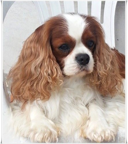 Publication : Diola's Redheart