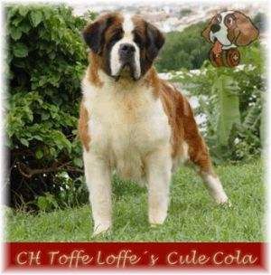 CH. toffe loffe's Cule cola