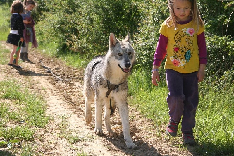 Publication : Des Loups De Leendert Auteur : Marie