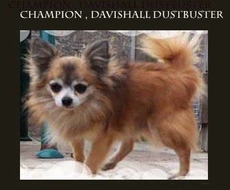 CH. davishall Dustbuster