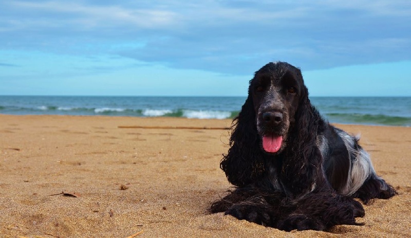 Publication : De L'Empire Des Joyaux Auteur : Raulet M