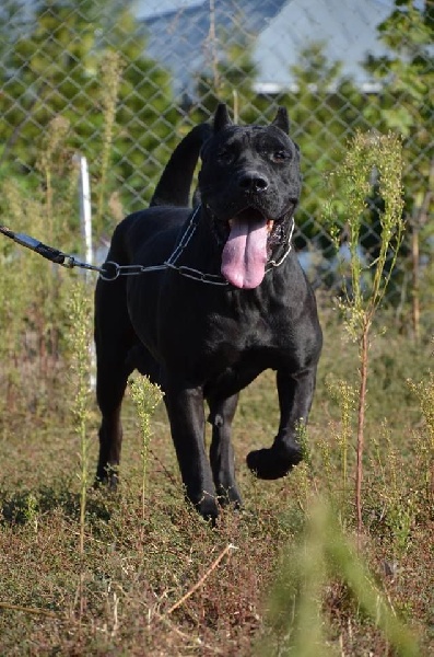 presa's spirit A-juno