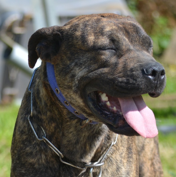 Publication : De L'esprit Du Budo Auteur : Nouka