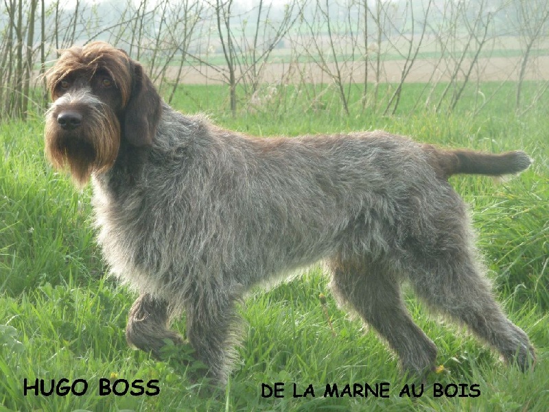 TR. CH. Hugo boss De La Marne Au Bois