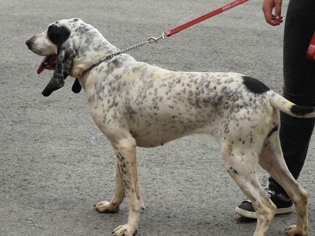 Publication : du Rallye de Beauport Auteur : H.Ogel