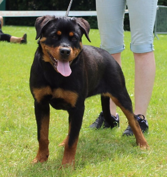Publication : der Engel von Périgord 