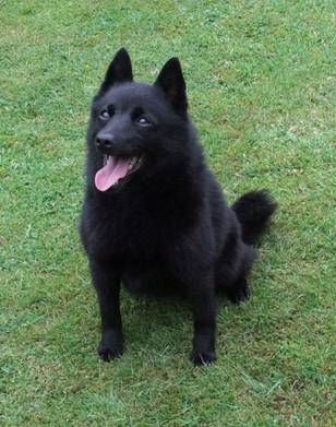 Publication : van de Moerepoort Auteur : Mrs Pollet Agnes