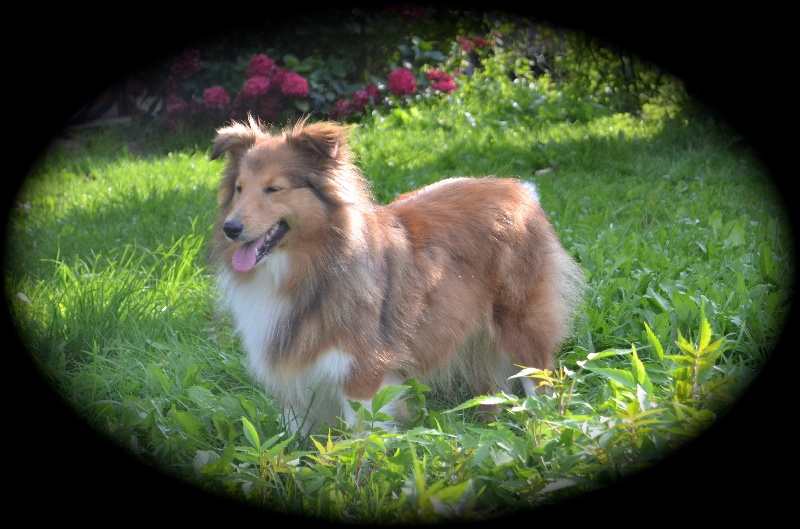 Illary du Cèdre Enchanté