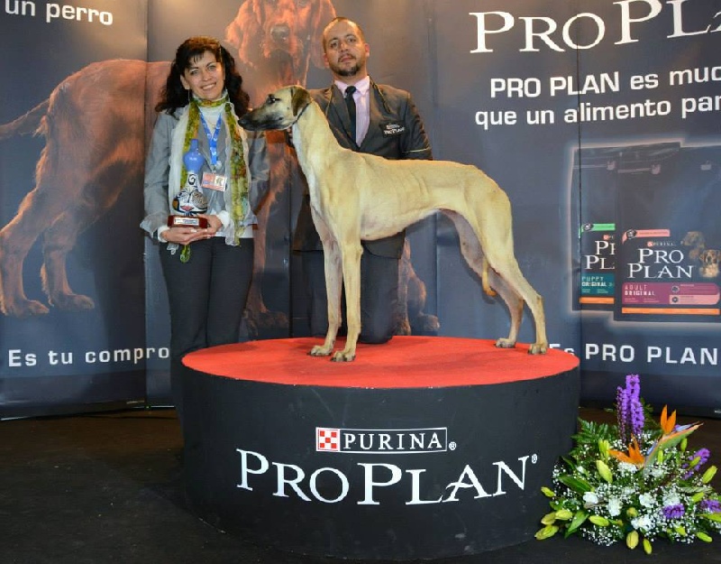 Publication : Of love arab beauty Auteur : Manuel Calvo