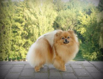 CH. goddes of love Lerrika keylani