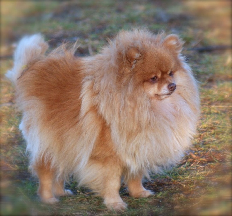 Publication : des Seigneurs de la Vallée de l'Isle Auteur : Manuel Dias