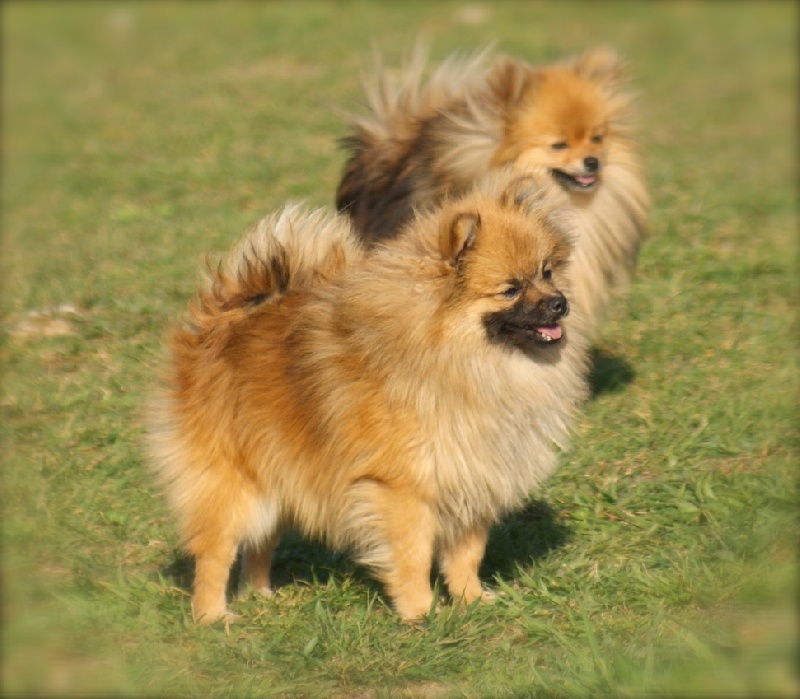 Publication : des Seigneurs de la Vallée de l'Isle Auteur : Manuel Dias
