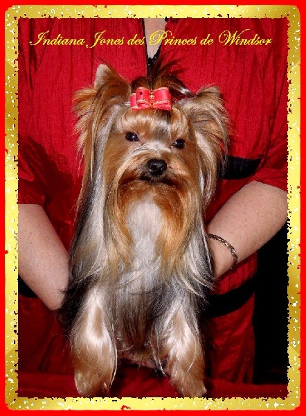 Auteur : LES PRINCES DE WINDSOR