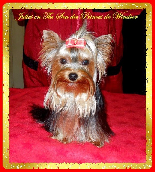 Juliet on the sea des Princes de Windsor