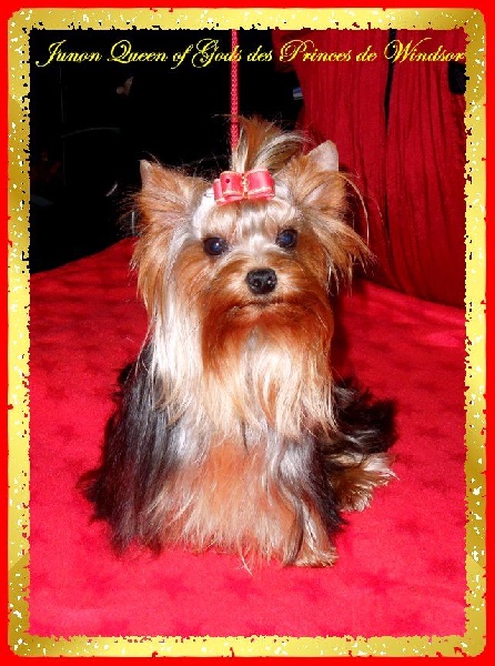  Auteur : LES PRINCES DE WINDSOR