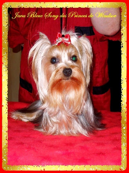  Auteur : LES PRINCES DE WINDSOR