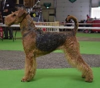 Étalon Airedale Terrier - CH. Heart's desire for utley du Clos de Clairdouet