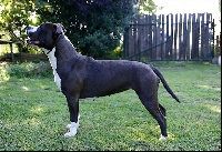 Étalon American Staffordshire Terrier - Karmen of cole elegant
