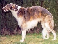 Étalon Barzoi - Sholwood Serov silver grey