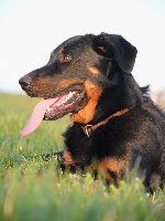 Étalon Berger de Beauce - CH. Barrique de l'embouchure de la sarre