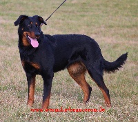 Étalon Berger de Beauce - CH. Atrice de l'embouchure de la sarre
