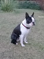 Étalon Boston Terrier - CH. Du Moulin De Thurwald Bonie bellissima