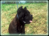 Étalon Cane Corso - Vin diesel Degli elmi