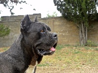 Étalon Cane Corso - Marvin hagler dell'Antiqua Apulia