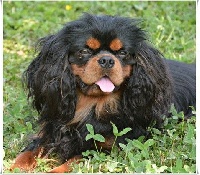 Étalon Cavalier King Charles Spaniel - royal sweethearts Sparkling star