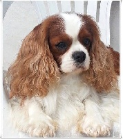 Étalon Cavalier King Charles Spaniel - bonitos campaneros Winston