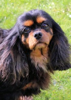Étalon Cavalier King Charles Spaniel - Eugenie Of for ever young