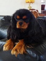 Étalon Cavalier King Charles Spaniel - Lacierva's French love dream