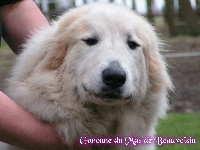 Étalon Chien de Montagne des Pyrenees - Garonne du Mas de Beauvoisin