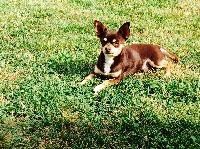 Étalon Chihuahua - Gaspard du royaume des petits Anges