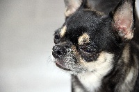Étalon Chihuahua - outwest Lola arizona dream