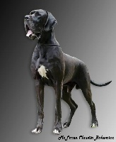 Étalon Dogue allemand - CH. Mclaren claudia bohemica