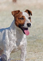 Étalon Jack Russell Terrier - Gary du Bois des Carnutes