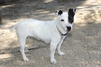 Étalon Jack Russell Terrier - Easy du domaine de l'étang rond