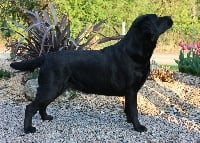 Étalon Labrador Retriever - CH. Hola De L'Etang Balancet