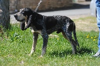 Étalon Petit bleu de Gascogne - Estone (Sans Affixe)