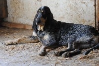 Étalon Petit bleu de Gascogne - Iroise du ruisseau du Puy du Maine