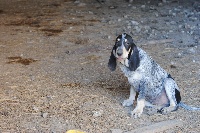 Étalon Petit bleu de Gascogne - Louvois du ruisseau du Puy du Maine