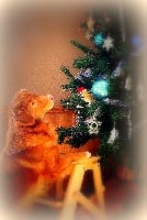 Étalon Retriever de la Nouvelle-Ecosse - CH. Gold star Paparazzi at Tuffntendr