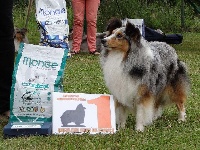Étalon Shetland Sheepdog - CH. Imperator obi wan kenobi le bleu du grain de soleil