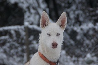 Étalon Siberian Husky - Nova (dit frost) en master travet